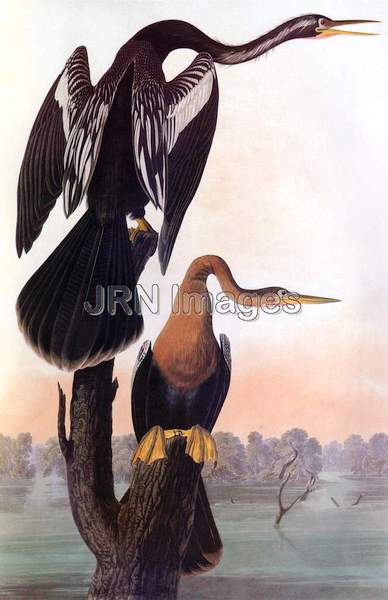 American Anhinga