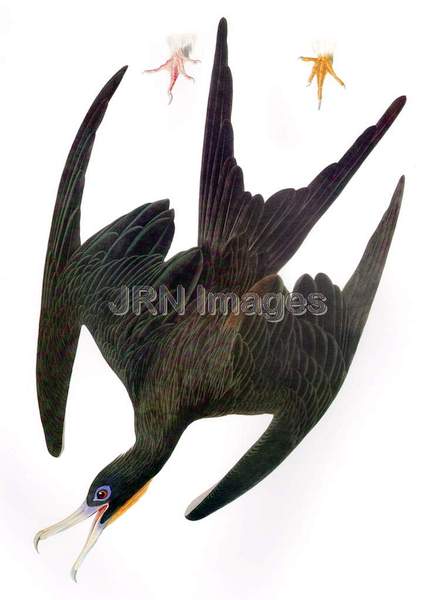 Magnificent Frigatebird