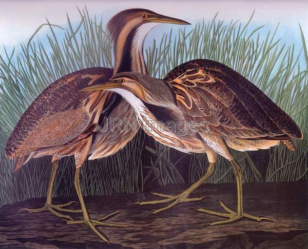 American Bittern