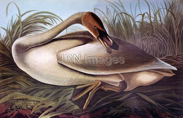 Trumpeter Swan