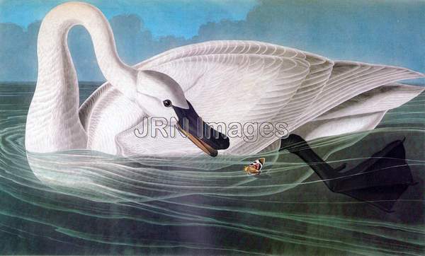 Trumpeter Swan