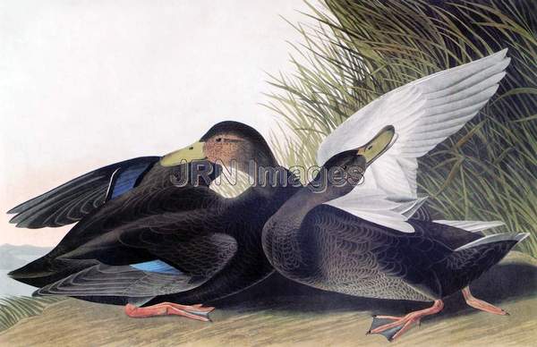 American Black Duck