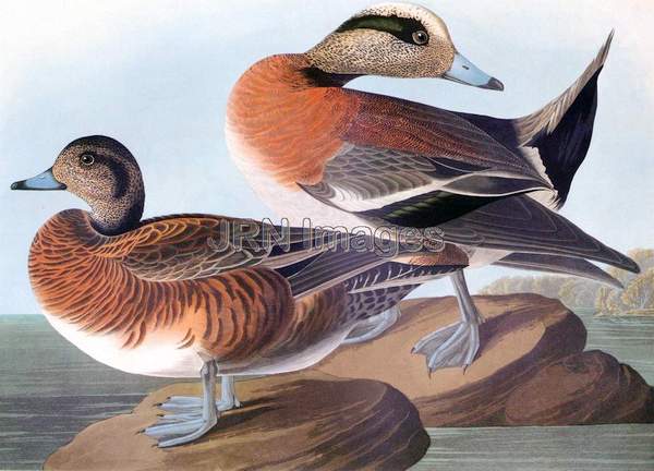 American Wigeon