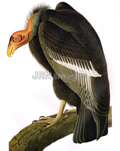 California Condor