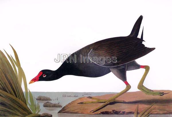 Common Moorhen