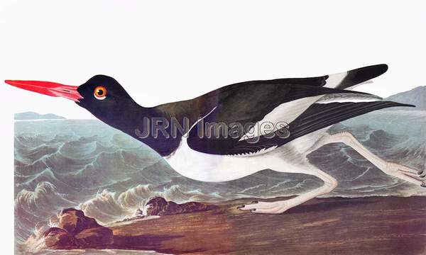 American Oystercatcher