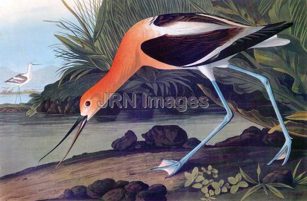 American Avocet