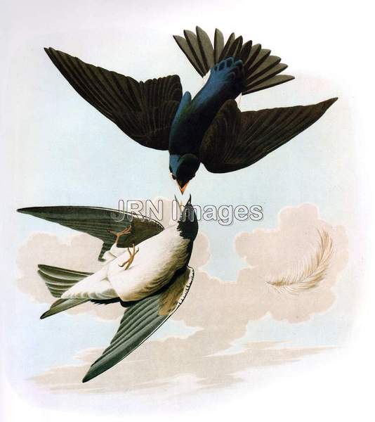 Tree Swallow