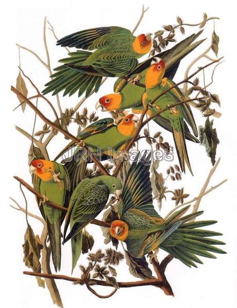 Carolina Parakeet