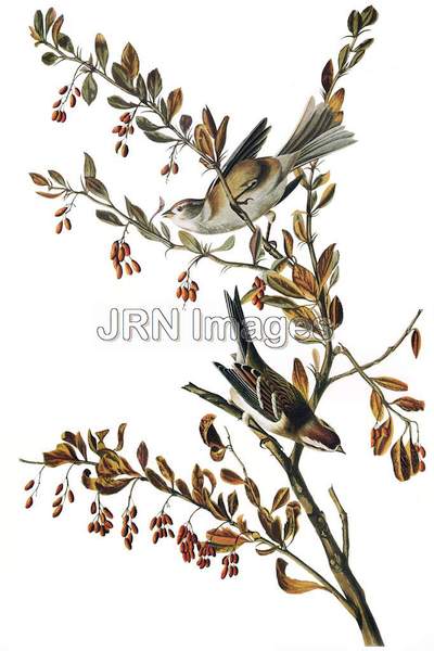 American Tree Sparrow