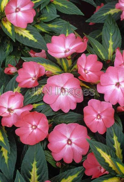 Impatiens