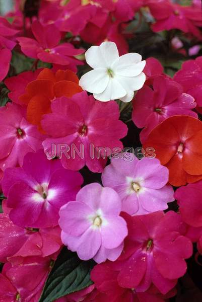 Impatiens