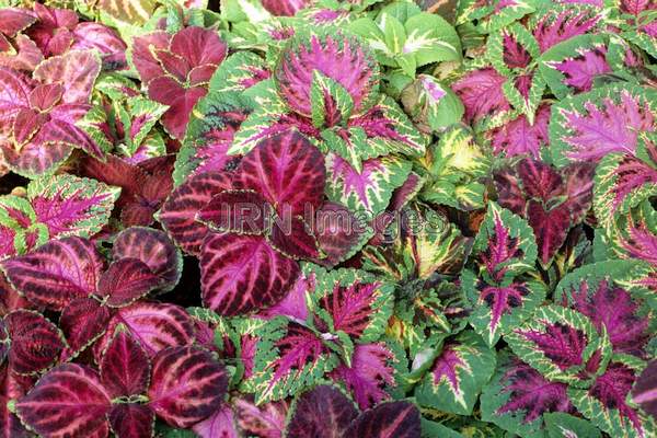 Coleus blumei