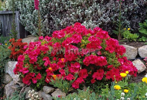 Pelargonium domesticum