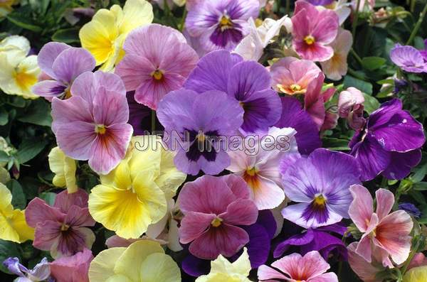 Viola x wittrockiana 'Pastel Shades'