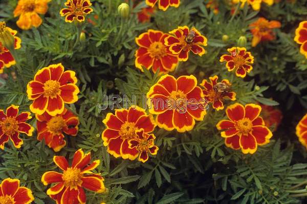 Tagetes patula 'Disco Flame'