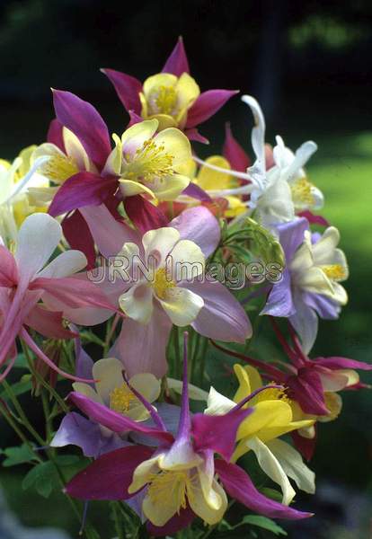 Aquilegia hybrid 'McKana Giants'