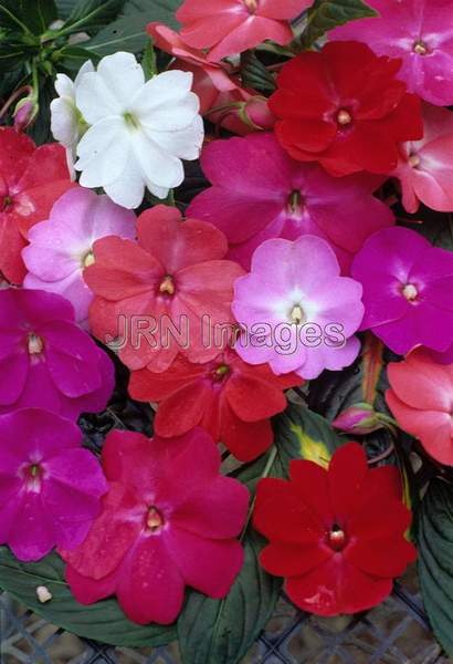 Impatiens