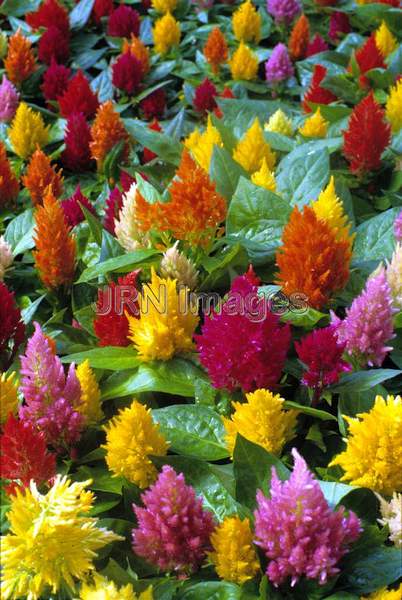 Celosia argentea