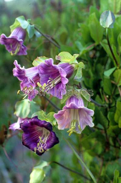 Cobaea scandens