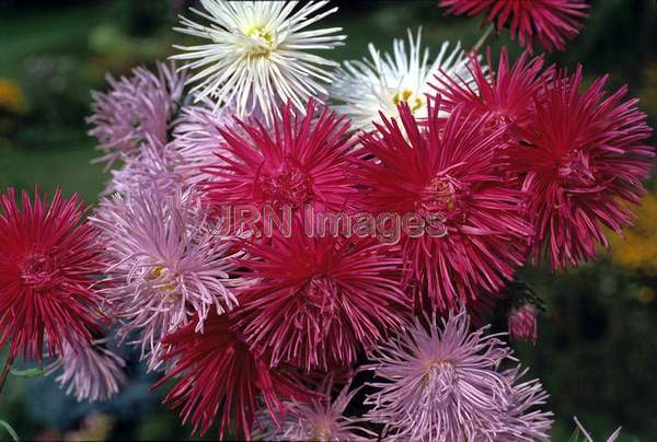 Callistephus chinensis 'Cactus-Flowered'