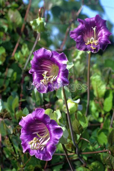 Cobaea scandens