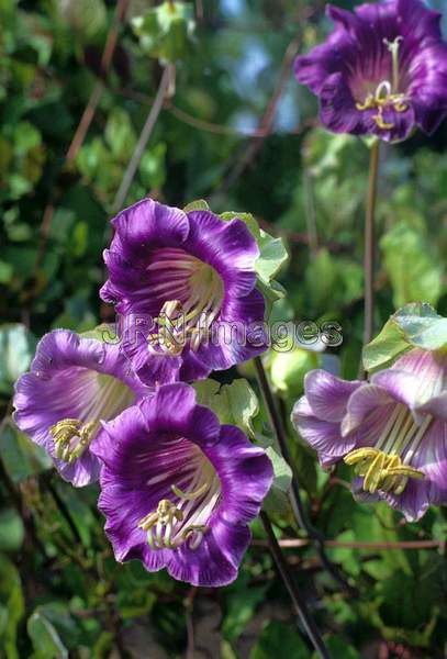 Cobaea scandens