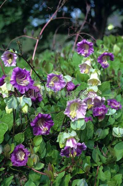 Cobaea scandens