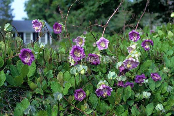 Cobaea scandens