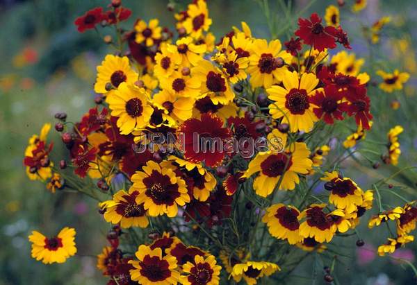 Coreopsis tinctoria