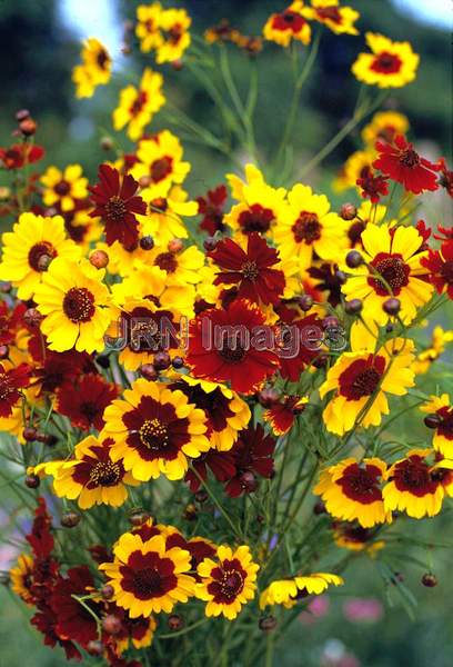 Coreopsis tinctoria