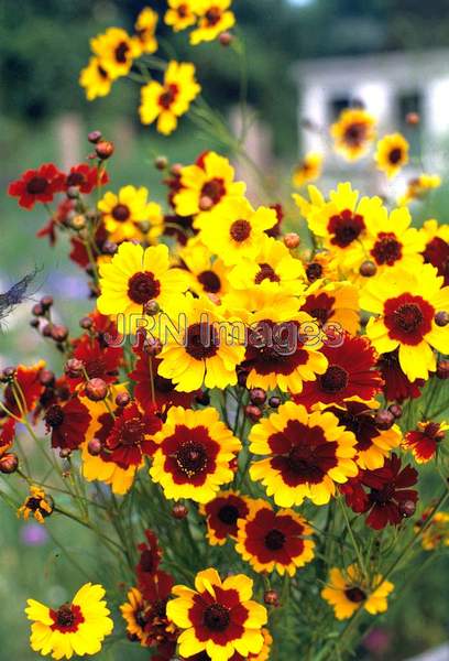 Coreopsis tinctoria