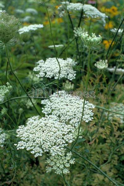 Daucus carota