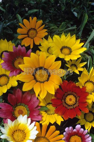 Gazania hybrid