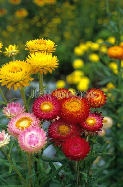 Helichrysum bracteatum