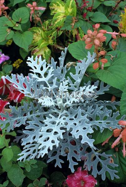 Senecio maritima