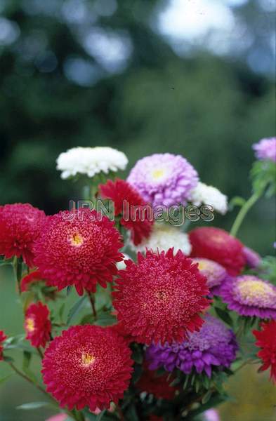 Callistephus chinensis 'Pompom'