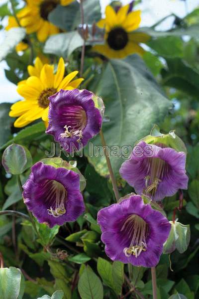 Cobaea scandens