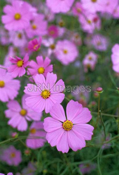 Cosmos bipinnatus