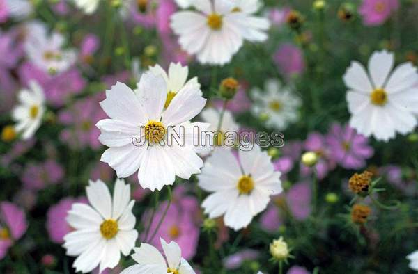 Cosmos bipinnatus