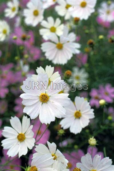 Cosmos bipinnatus