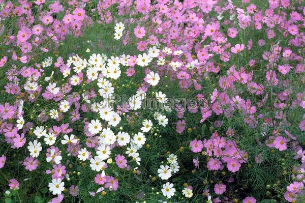 Cosmos bipinnatus