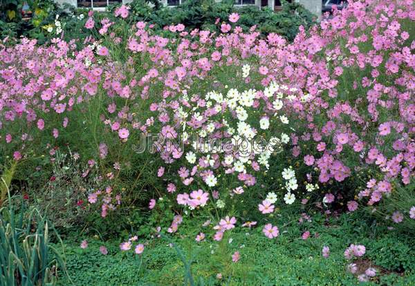 Cosmos bipinnatus