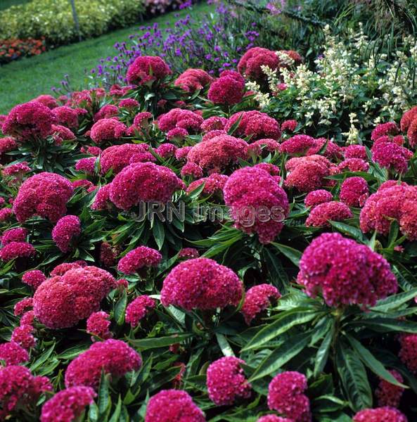 Celosia cristata 'Fordhook'