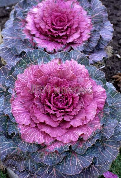 Ornamental kale