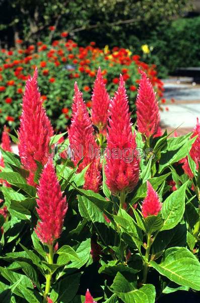 Celosia cristata