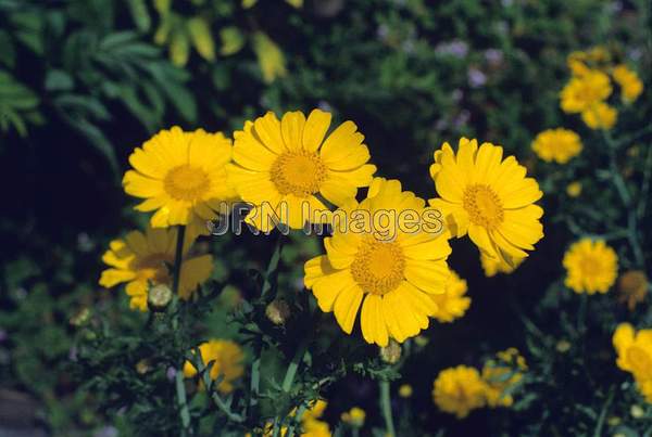 Chrysanthemum coronarium