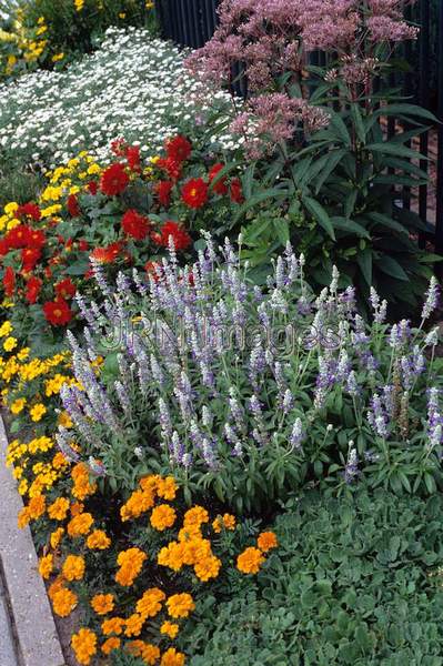 Salvia farinacea 'Striata'