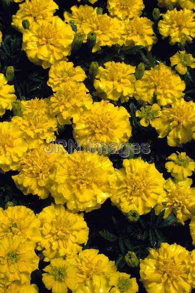 Tagetes patula