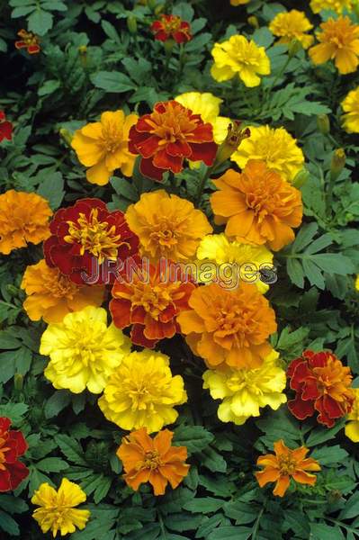 Tagetes patula 'Petite Mixed'